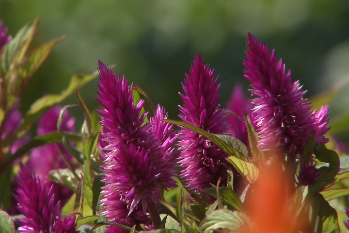 Compact Intenz Classic celosia is latest Super Plant
